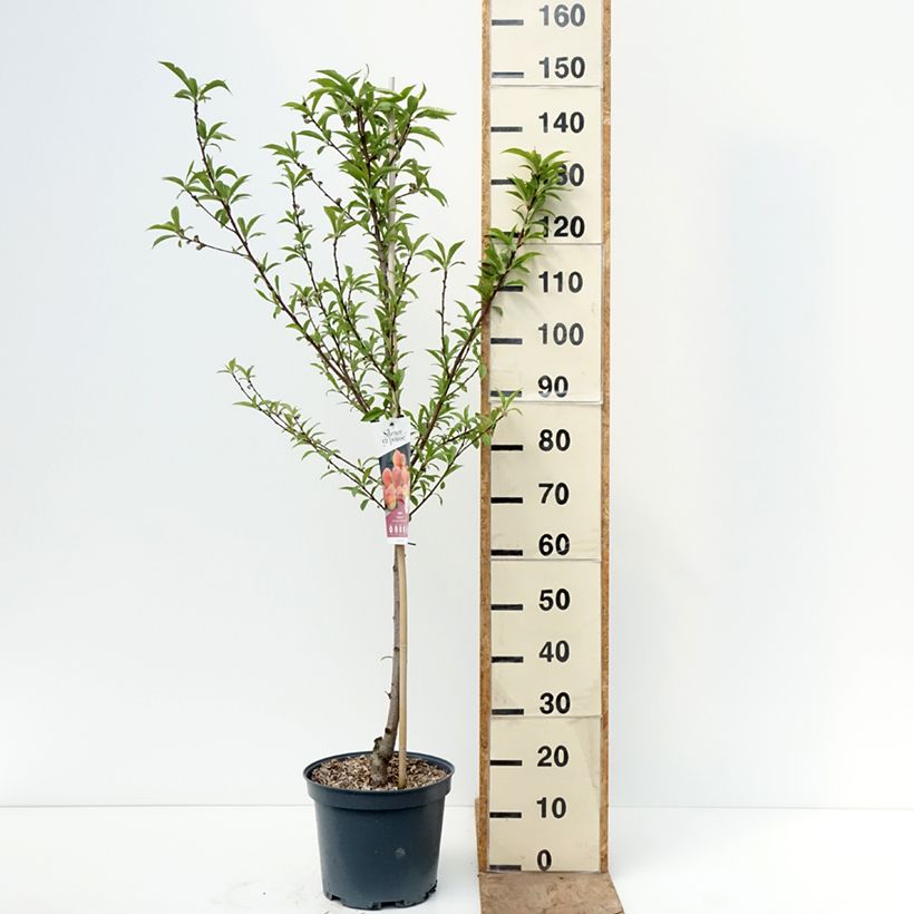 Exemplaar van Perzik Téton de Venus Pot van 7,5 l/10 l, Kelkvormig zoals geleverd in de lente