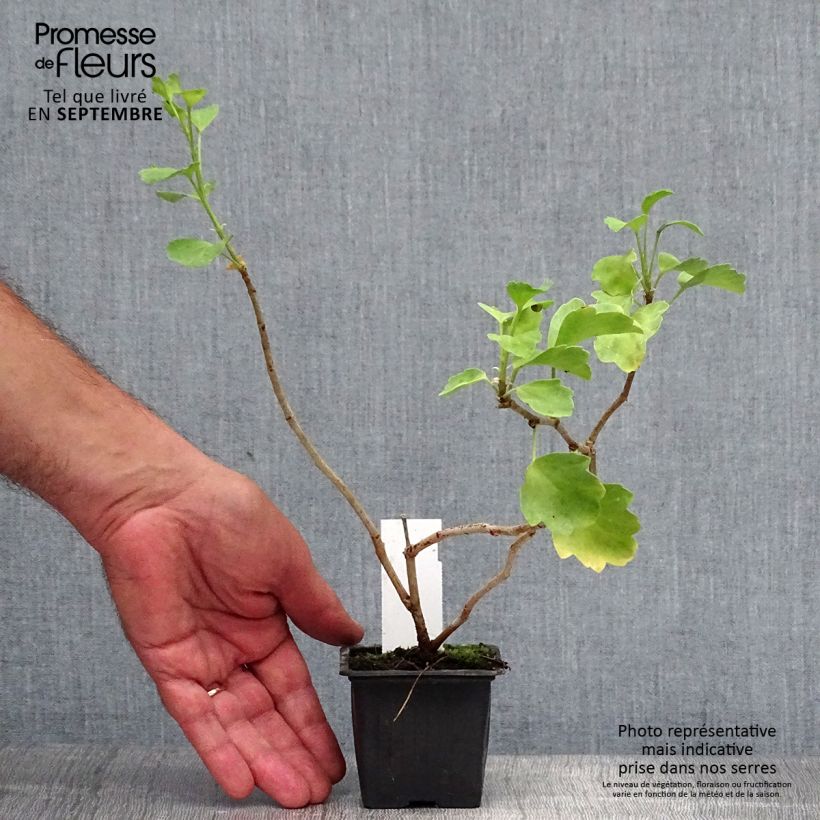Exemplaar van Pelargonium acetosum - Botanische pelargonium Kweekpotje van 8/9 cm zoals geleverd in de herfst