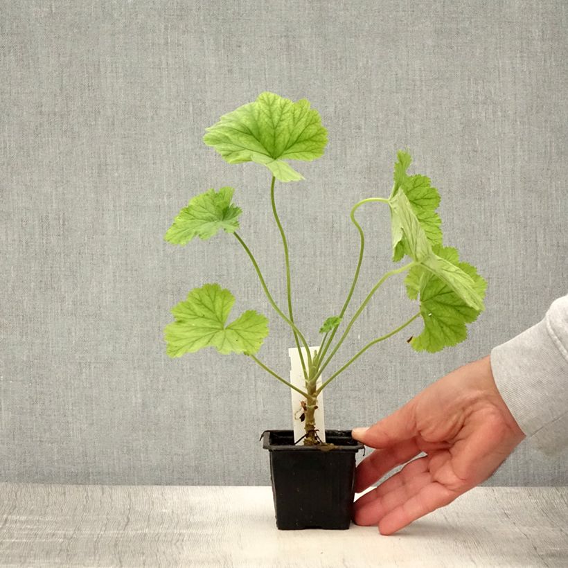 Exemplaar van Pelargonium album - Botanische pelargonium Kweekpotje van 8/9 cm zoals geleverd in de zomer