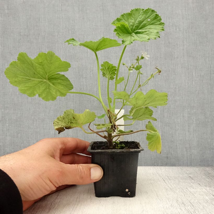 Exemplaar van Pelargonium album - Botanische pelargonium Kweekpotje van 8/9 cm zoals geleverd in de lente