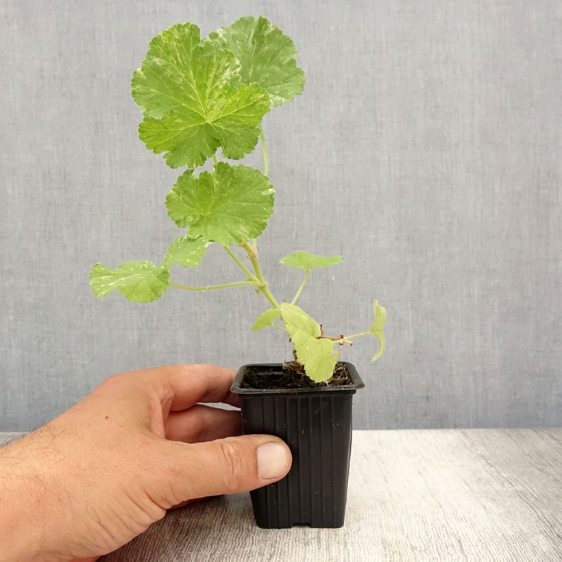 Exemplaar van Pelargonium Atomic Snowflake - Citroengeranium Kweekpotje van 7/8 cm zoals geleverd in de zomer