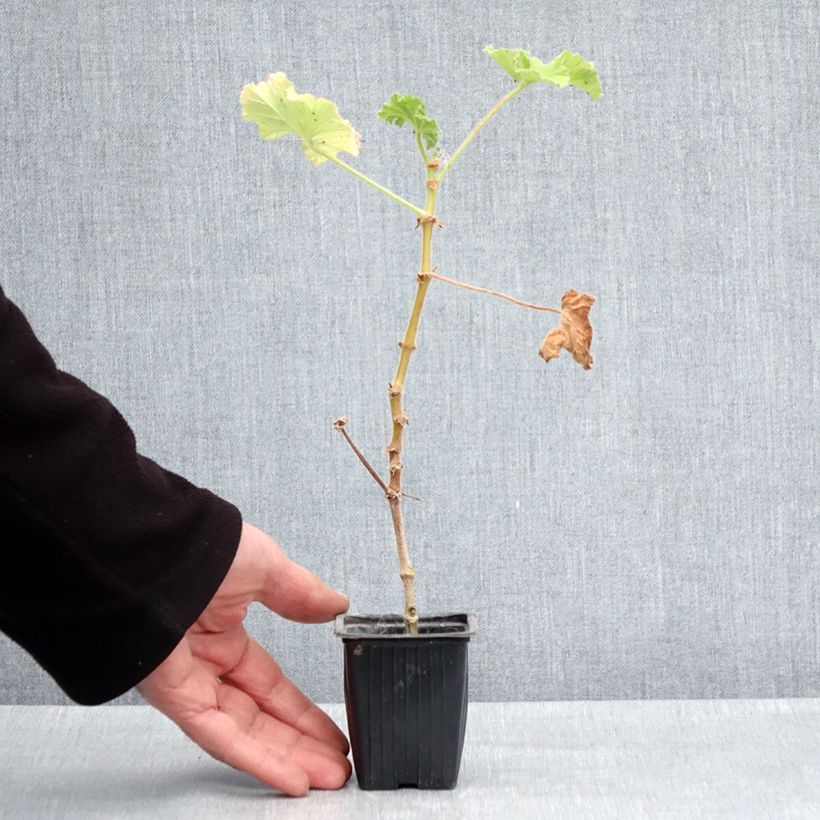 Exemplaar van Pelargonium Atomic Snowflake - Citroengeranium Kweekpotje van 7/8 cm zoals geleverd in de lente