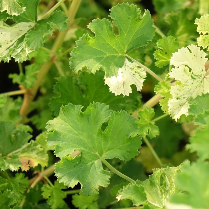 Pelargonium crispum Peach Cream - Geurgeranium (Blad)