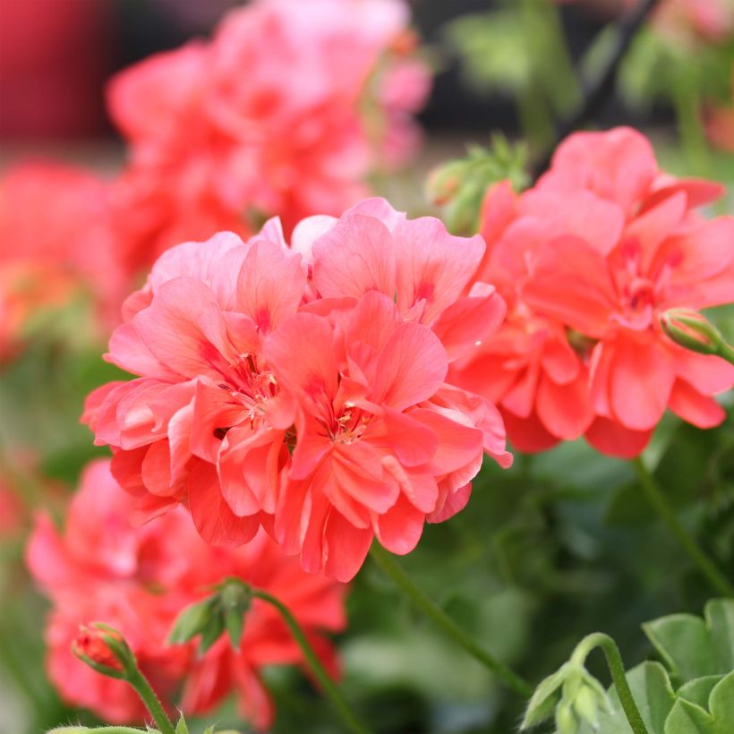 Pelargonium peltatum Apricot Salmon Orange - Hanggeranium dubbel (Bloei)
