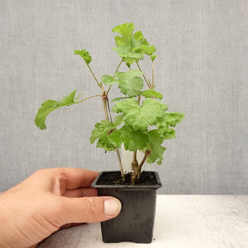 Exemplaar van Pelargonium gibbosum - Pelargonium fantaisie Gibbosum Kweekpotje van 7/8 cm zoals geleverd in de zomer