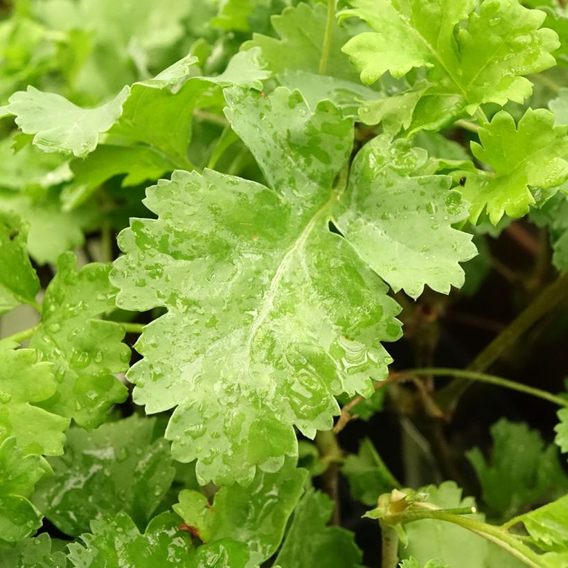 Pelargonium gibbosum - Pelargonium fantaisie Gibbosum (Blad)