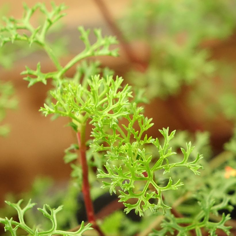 Pelargonium fruticosum - Botanische pelargonium (Blad)