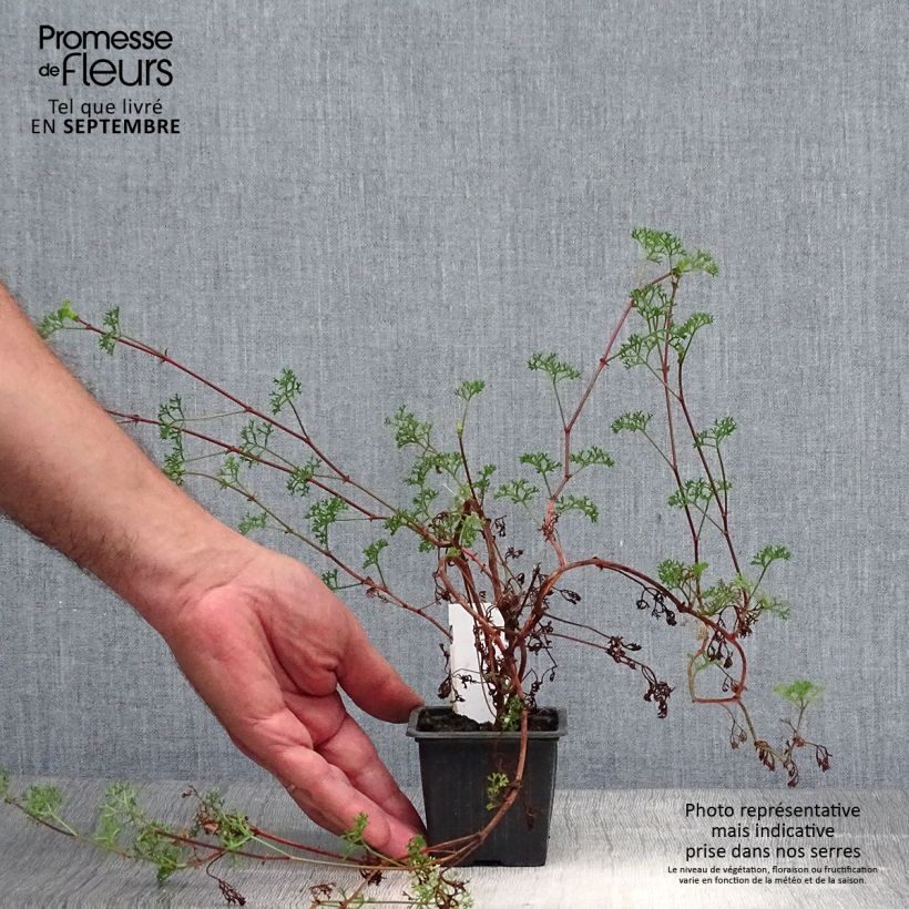 Exemplaar van Pelargonium fruticosum - Botanische pelargonium Kweekpotje van 8/9 cm zoals geleverd in de herfst