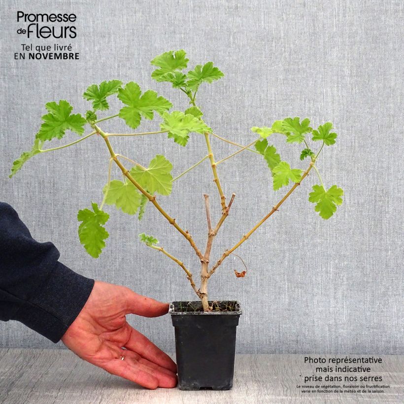 Exemplaar van Pelargonium Attar of Roses - Geurgeranium Kweekpotje van 7/8 cm zoals geleverd in de herfst