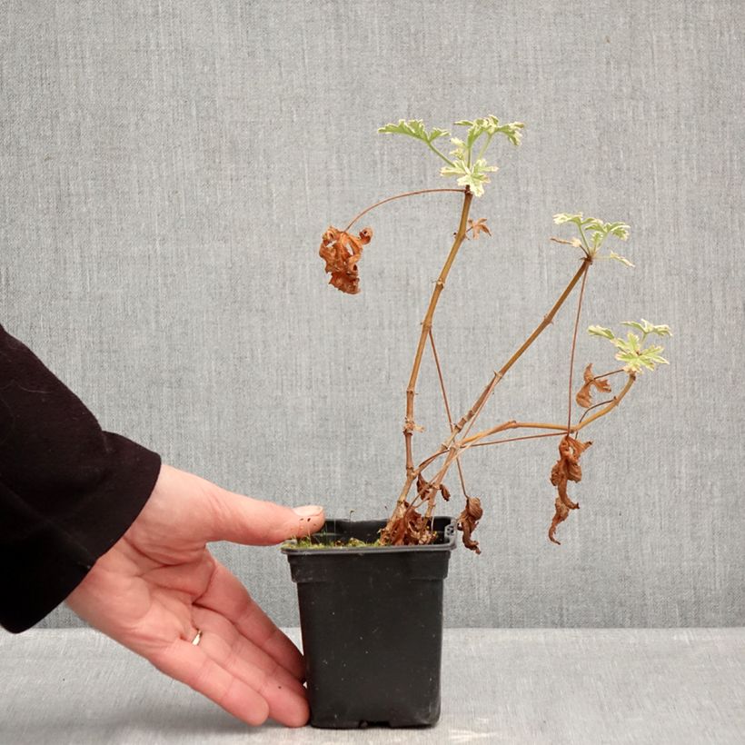 Exemplaar van Pelargonium graveolens Grey Lady Plymouth - Geurgeranium Kweekpotje van 7/8 cm zoals geleverd in de winter