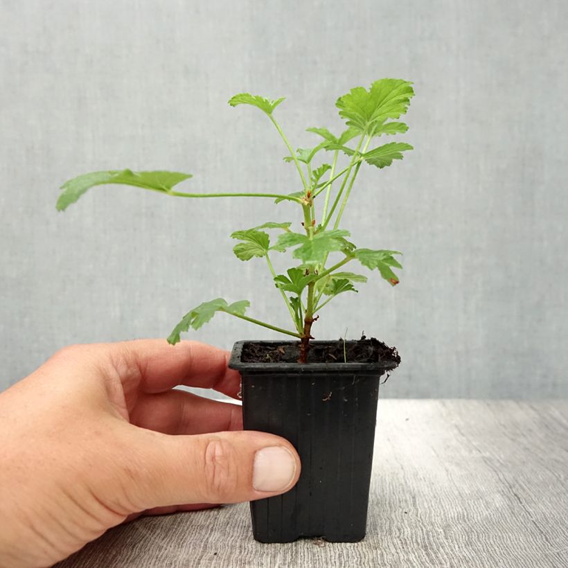 Exemplaar van Pelargonium Paton's Unique - Geurgeranium Kweekpotje van 7/8 cm zoals geleverd in de zomer
