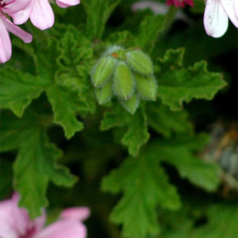Pelargonium graveolens - Geurgeranium (Blad)