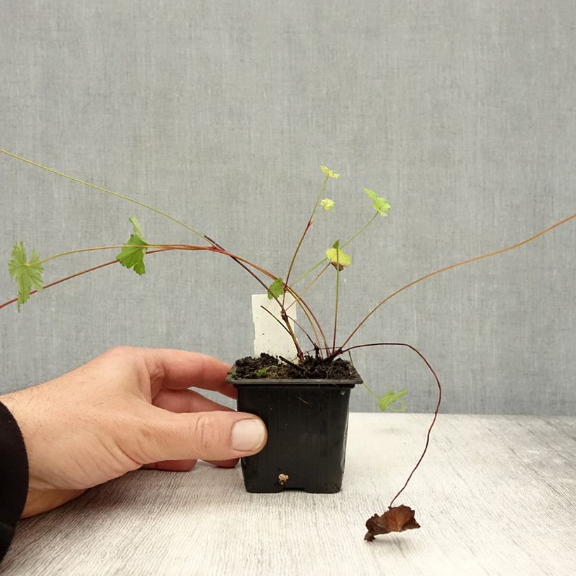 Exemplaar van Pelargonium grossularioides - Botanische pelargonium Kweekpotje van 8/9 cm zoals geleverd in de herfst