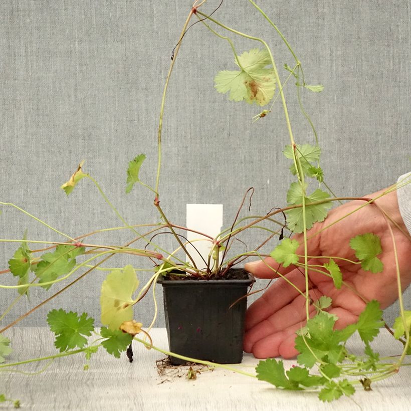 Exemplaar van Pelargonium grossularioides - Botanische pelargonium Kweekpotje van 8/9 cm zoals geleverd in de zomer