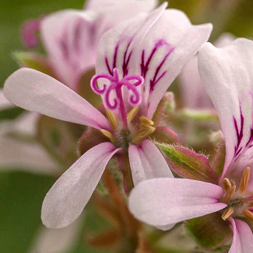 Pelargonium Candy Dancer - Geurgeranium (Bloei)