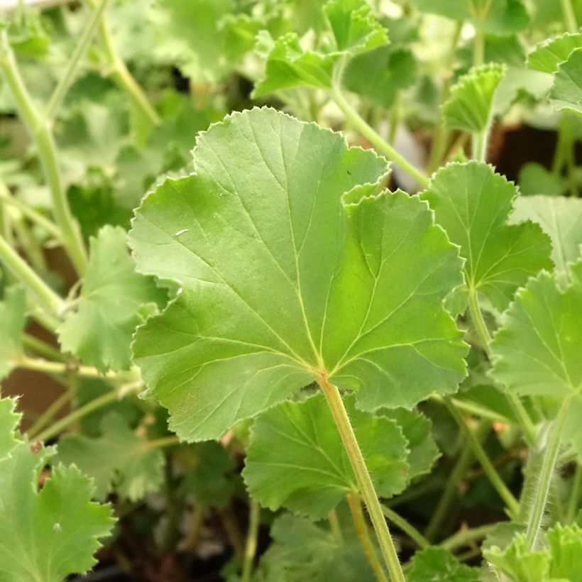 Pelargonium Cola Bottles - Geurgeranium (Blad)