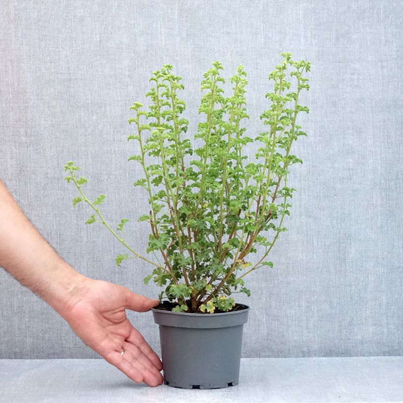 Exemplaar van Pelargonium crispum Minor - Citroengeranium Pot van 1,5 l/2 l zoals geleverd in de zomer