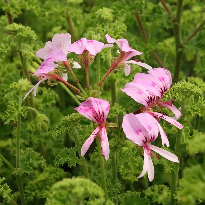 Pelargonium crispum Minor - Citroengeranium (Bloei)