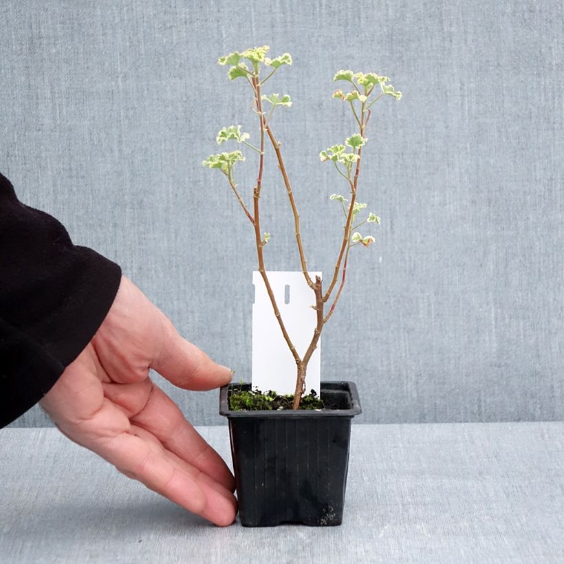 Exemplaar van Pelargonium crispum Variegatum - Citroengeranium Kweekpotje van 7/8 cm zoals geleverd in de lente