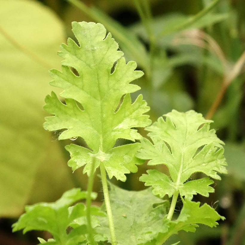 Pelargonium ionidiflorum - Botanische pelargonium (Blad)