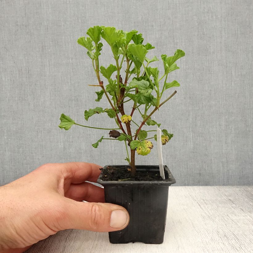 Exemplaar van Pelargonium Kettlebaston - Citroengeranium Kweekpotje van 8/9 cm zoals geleverd in de lente