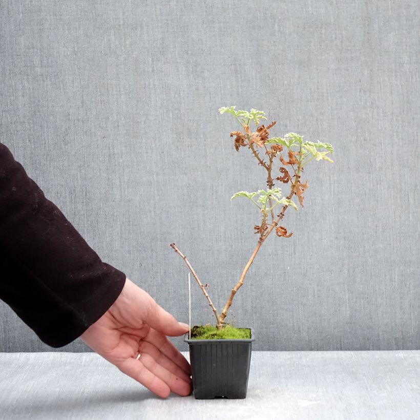 Exemplaar van Pelargonium graveolens Lady Plymouth - Rozengeranium Kweekpotje van 8/9 cm zoals geleverd in de winter