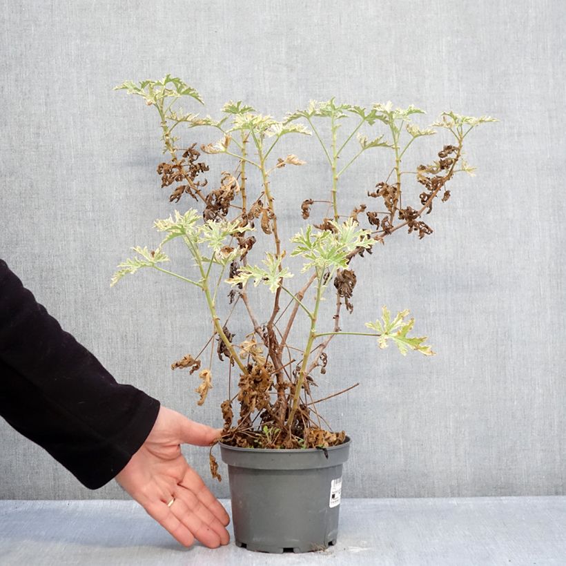 Exemplaar van Pelargonium graveolens Lady Plymouth - Rozengeranium Pot van 1,5 l/2 l zoals geleverd in de winter