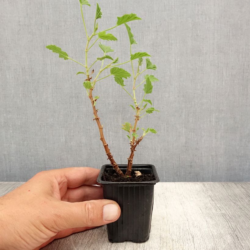 Exemplaar van Pelargonium Lemon Fancy - Citroengeranium Kweekpotje van 7/8 cm zoals geleverd in de zomer