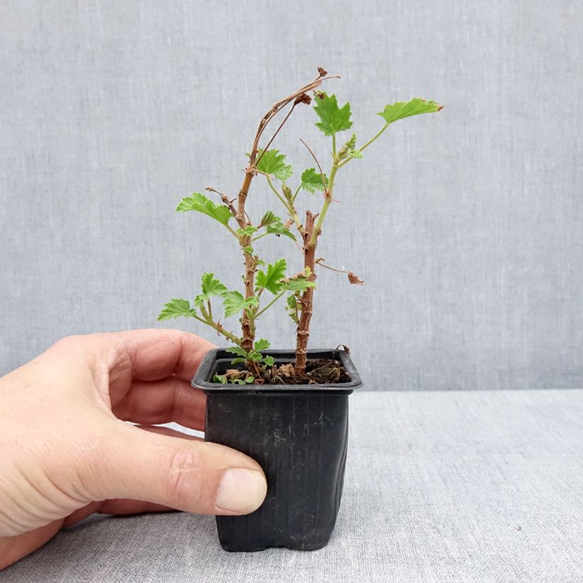 Exemplaar van Pelargonium Lemon Fancy - Citroengeranium Kweekpotje van 7/8 cm zoals geleverd in de lente