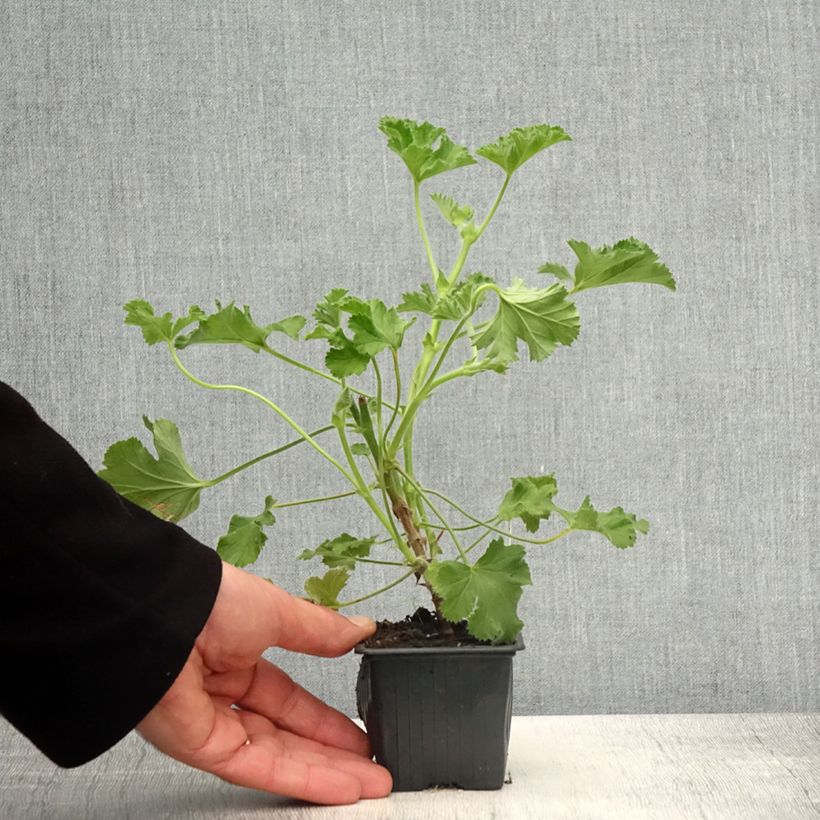 Exemplaar van Pelargonium capitatum Pink Capricorn - Rozengeranium Kweekpotje van 8/9 cm zoals geleverd in de lente