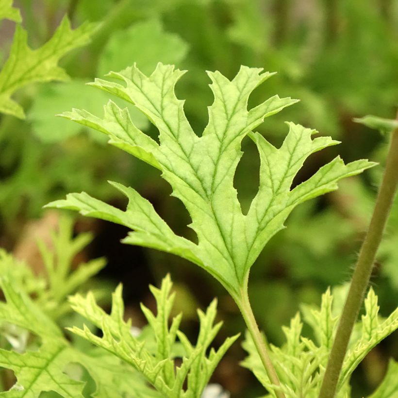 Pelargonium pseudoglutinosum - Botanische pelargonium (Blad)