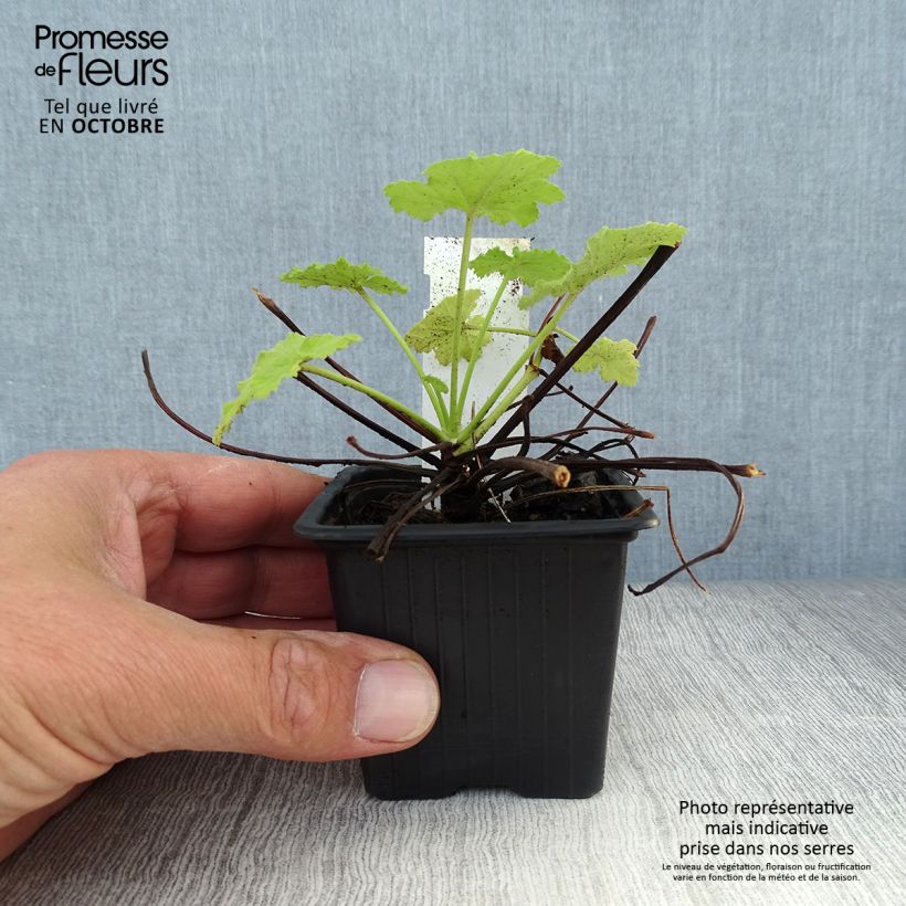 Exemplaar van Pelargonium pseudoglutinosum - Botanische pelargonium Kweekpotje van 8/9 cm zoals geleverd in de herfst
