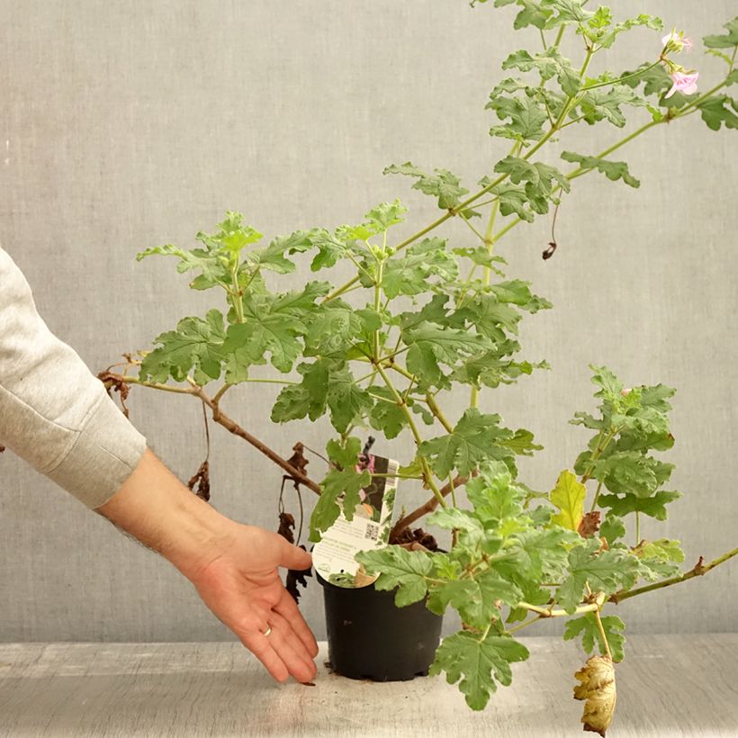 Exemplaar van Pelargonium quercifolium Royal Oak - Geurgeranium met balsam-/amandel-achtige geur Pot van 1,5 l/2 l zoals geleverd in de herfst