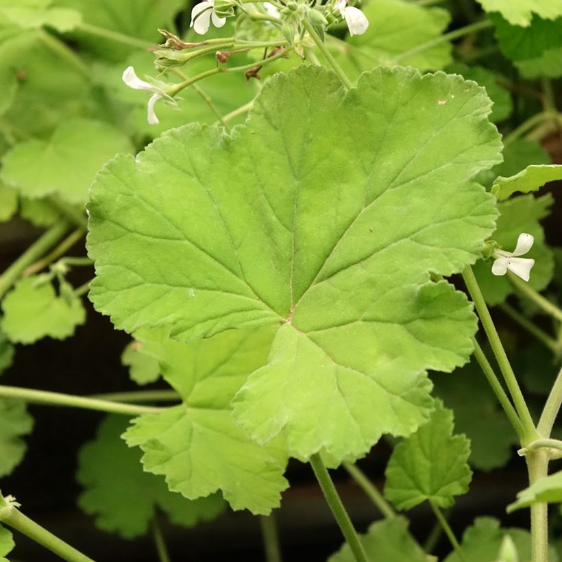 Pelargonium odoratissimum - Botanische pelargonium (Blad)