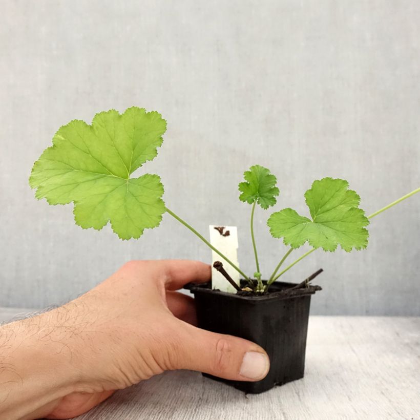 Exemplaar van Pelargonium odoratissimum - Botanische pelargonium Kweekpotje van 8/9 cm zoals geleverd in de herfst