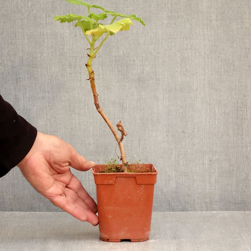 Exemplaar van Pelargonium papilionaceum - Botanische pelargonium Pot van 1 l/1,5 l zoals geleverd in de herfst