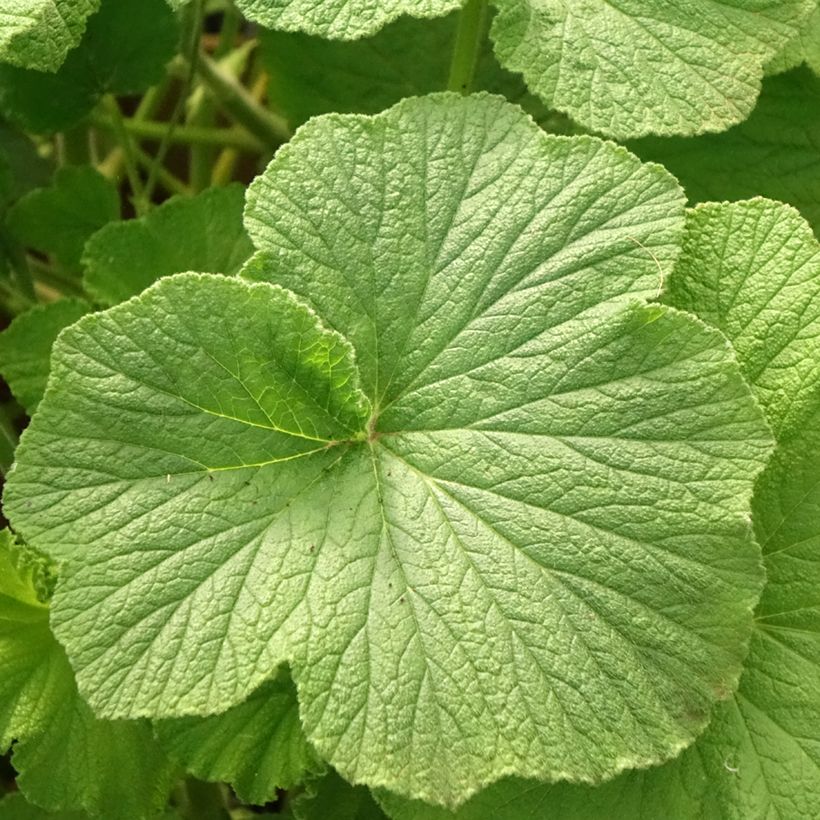 Pelargonium papilionaceum - Botanische pelargonium (Blad)