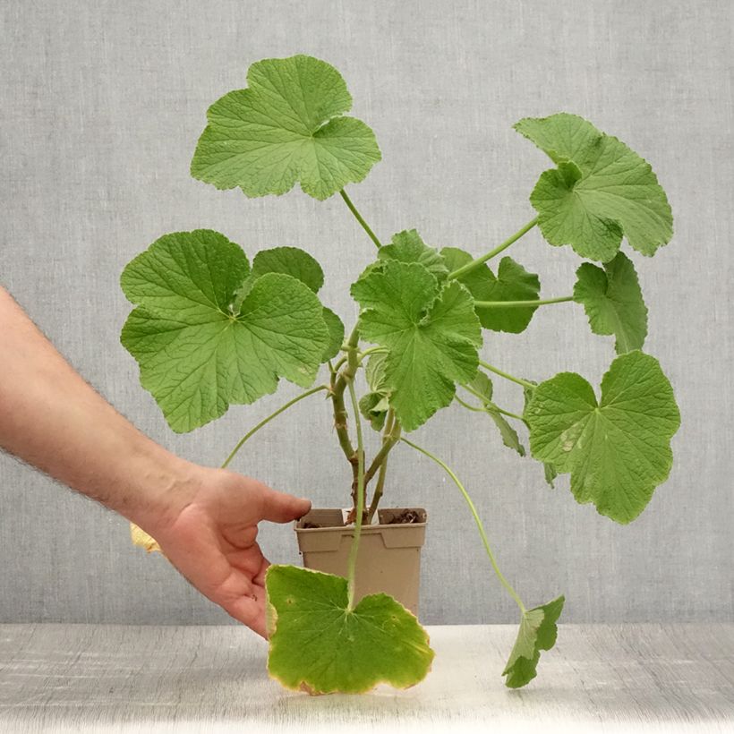 Exemplaar van Pelargonium papilionaceum - Botanische pelargonium Pot van 1 l/1,5 l zoals geleverd in de zomer