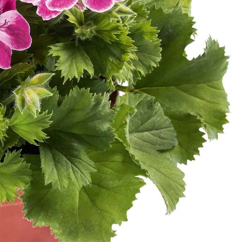 Pelargonium Pinkerbell - Regal geranium (Blad)