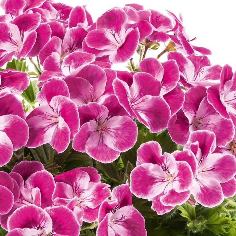 Pelargonium Pinkerbell - Regal geranium (Bloei)