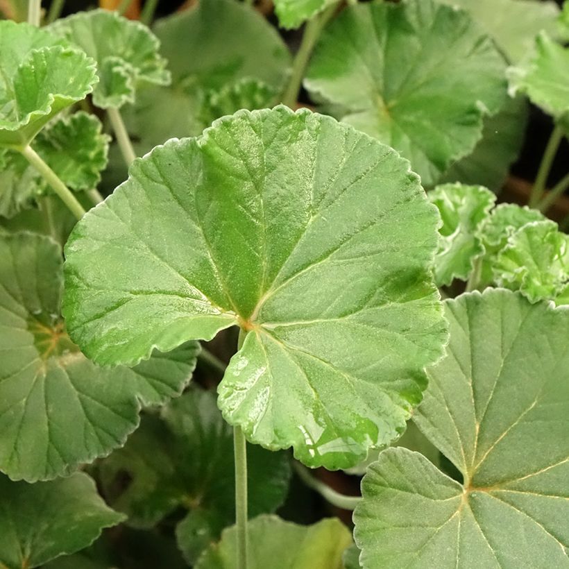 Pelargonium reniforme x sidoides - Botanische pelargonium (Blad)