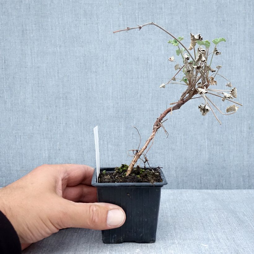 Exemplaar van Pelargonium reniforme x sidoides - Botanische pelargonium Kweekpotje van 8/9 cm zoals geleverd in de herfst