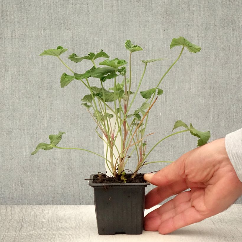 Exemplaar van Pelargonium reniforme x sidoides - Botanische pelargonium Kweekpotje van 8/9 cm zoals geleverd in de zomer