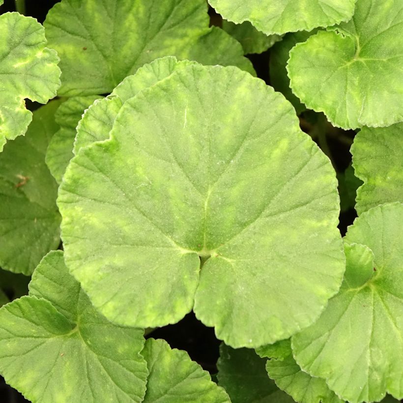 Pelargonium reniforme - Botanische pelargonium (Blad)