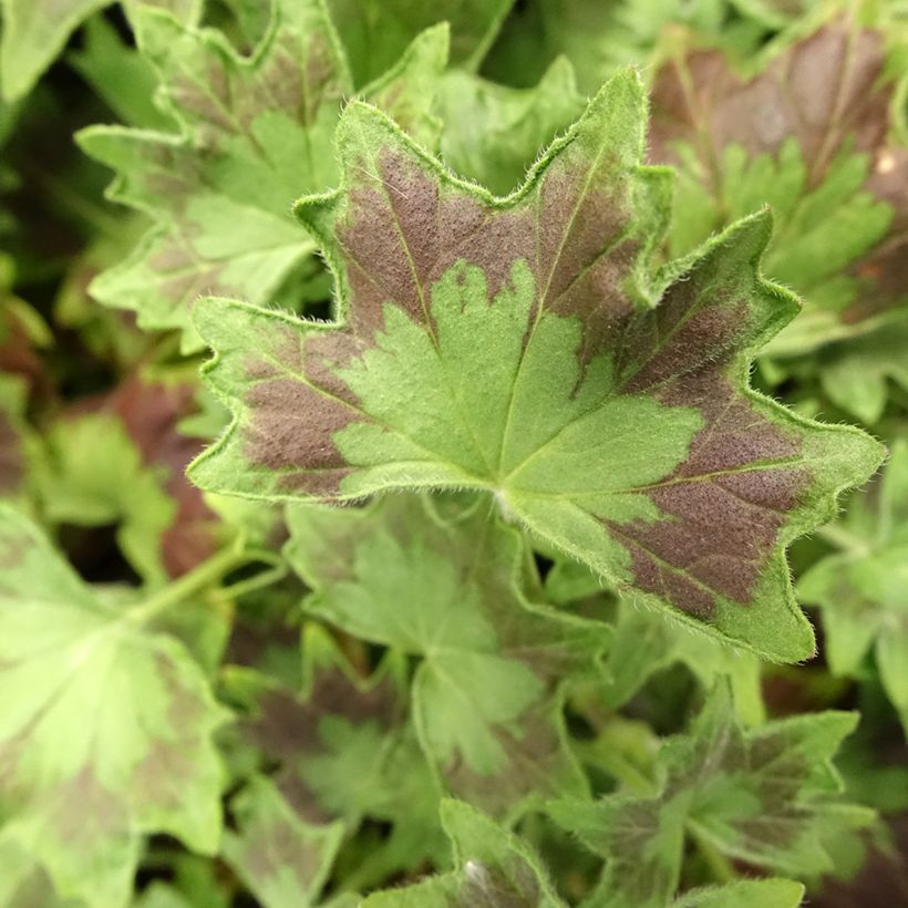 Pelargonium Stellar Bird Dancer - Zonale geranium (Blad)