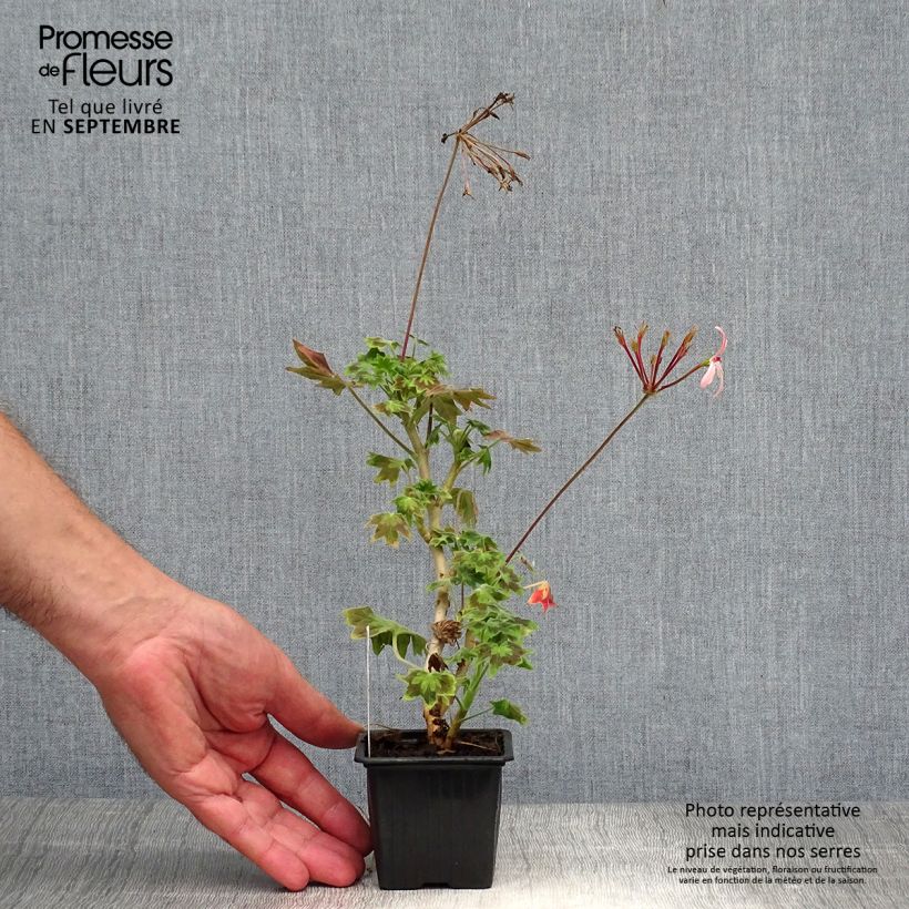 Exemplaar van Pelargonium Stellar Bird Dancer - Zonale geranium Kweekpotje van 8/9 cm zoals geleverd in de herfst