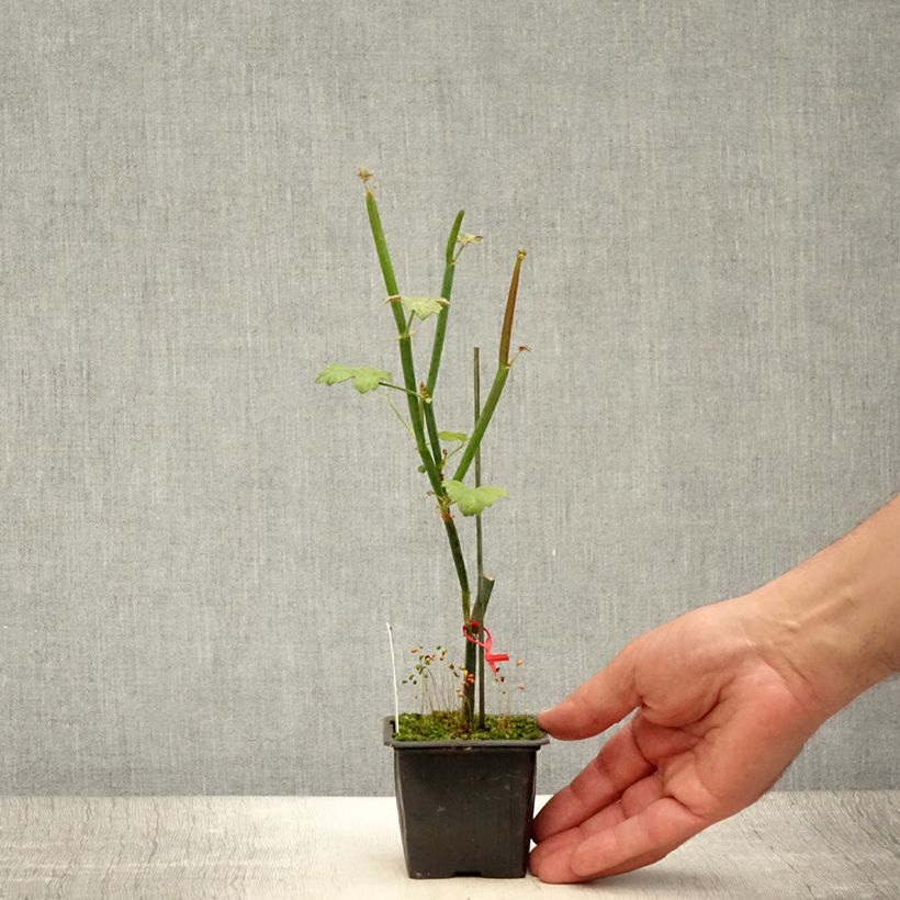 Exemplaar van Pelargonium tetragonum - Botanische pelargonium Kweekpotje van 8/9 cm zoals geleverd in de zomer