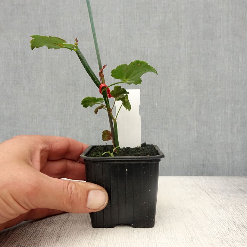 Exemplaar van Pelargonium tetragonum - Botanische pelargonium Kweekpotje van 8/9 cm zoals geleverd in de lente