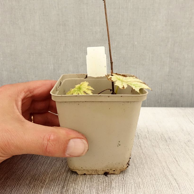 Exemplaar van Peltoboykinia watanabei - Peltoboykinia Kweekpotje van 8/9 cm zoals geleverd in de herfst