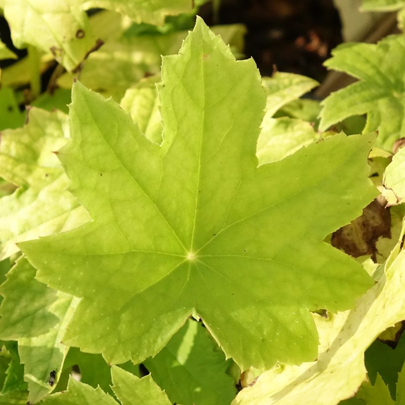Peltoboykinia watanabei - Peltoboykinia (Blad)